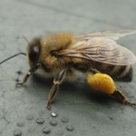 A honey bee with pollen