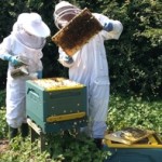 In the apiary 2