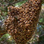 Swarm of honeybees