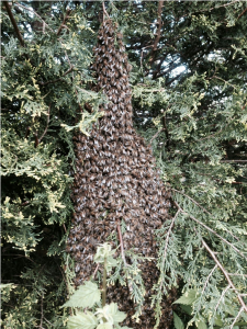 swarm